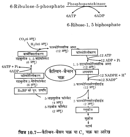 RBSE Solutions for Class 12 Biology Chapter 10 3Q.2.1