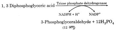 RBSE Solutions for Class 12 Biology Chapter 10 3Q.2.4