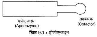 RBSE Solutions for Class 12 Biology Chapter 9 3Q.1