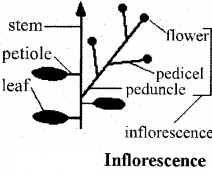 RBSE Solutions for Class 11 Biology Chapter 20 Inflorescence img-10