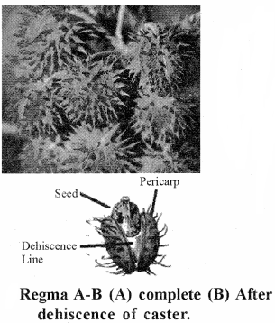 RBSE Solutions for Class 11 Biology Chapter 22 Fruit and Seed img-33