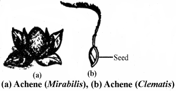 RBSE Solutions for Class 11 Biology Chapter 22 Fruit and Seed img-34