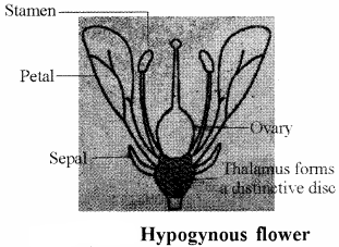 RBSE Solutions for Class 11 Biology Chapter 21 Flower img-15