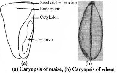 RBSE Solutions for Class 11 Biology Chapter 22 Fruit and Seed img-35
