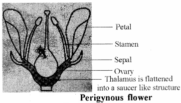 RBSE Solutions for Class 11 Biology Chapter 21 Flower img-16