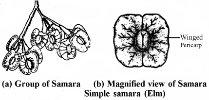 RBSE Solutions for Class 11 Biology Chapter 22 Fruit and Seed img-37