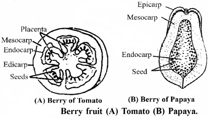 RBSE Solutions for Class 11 Biology Chapter 22 Fruit and Seed img-40