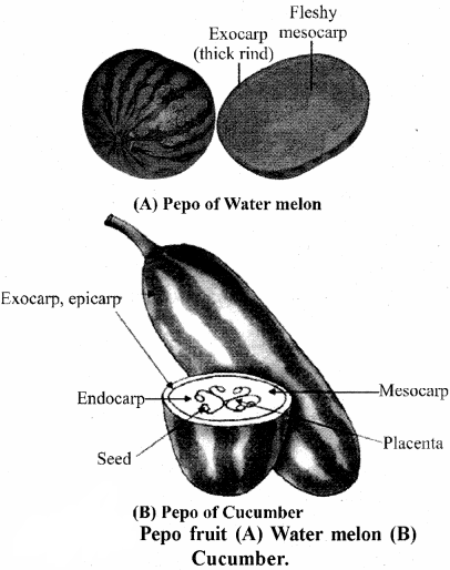 RBSE Solutions for Class 11 Biology Chapter 22 Fruit and Seed img-19