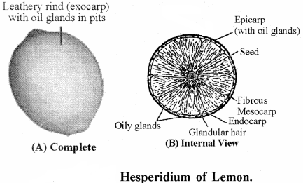 RBSE Solutions for Class 11 Biology Chapter 22 Fruit and Seed img-43
