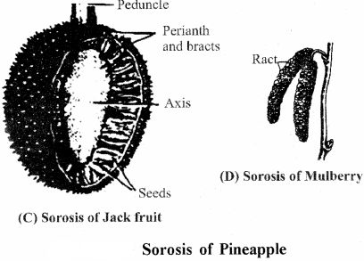 RBSE Solutions for Class 11 Biology Chapter 22 Fruit and Seed img-58