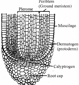 RBSE Solutions for Class 11 Biology Chapter 13 Plant Tissue: Internal Morphology and Anatomy img-11