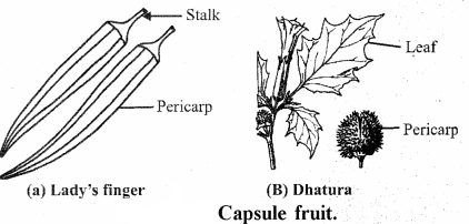 RBSE Solutions for Class 11 Biology Chapter 22 Fruit and Seed img-28