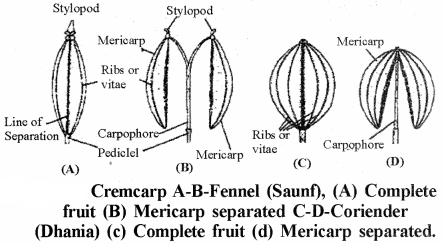 RBSE Solutions for Class 11 Biology Chapter 22 Fruit and Seed img-7
