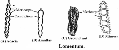 RBSE Solutions for Class 11 Biology Chapter 22 Fruit and Seed img-30