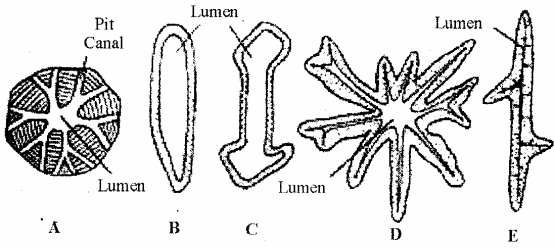RBSE Solutions for Class 11 Biology Chapter 13 Plant Tissue: Internal Morphology and Anatomy img-19