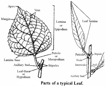 RBSE Solutions for Class 11 Biology Chapter 19 Leaf: External Morphology img-4