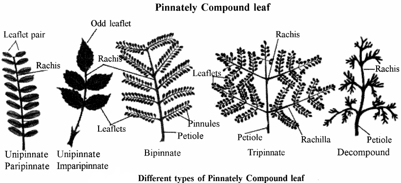 RBSE Solutions for Class 11 Biology Chapter 19 Leaf: External Morphology img-9
