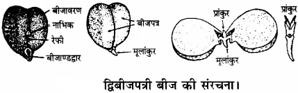 RBSE Solutions for Class 11 Biology Chapter 22 फल तथा बीज img-23
