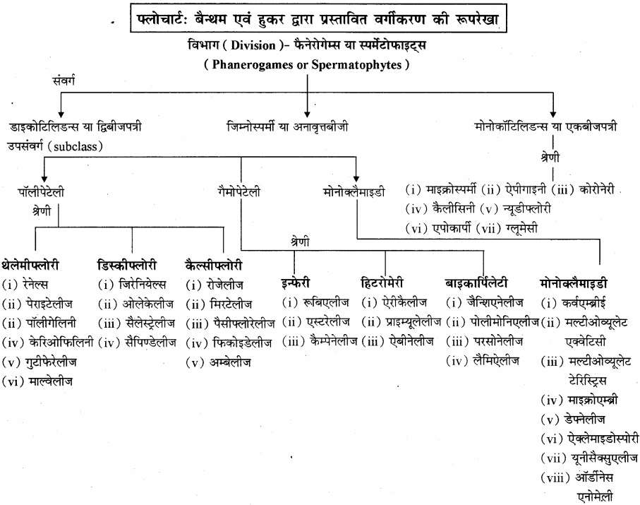 RBSE Solutions for Class 11 Biology Chapter 23 पादप वर्गिकी img-1