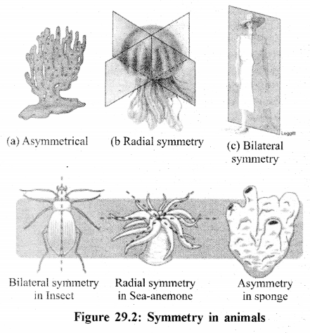 RBSE Solutions for Class 11 Biology Chapter 29 Classification of Animals img-4