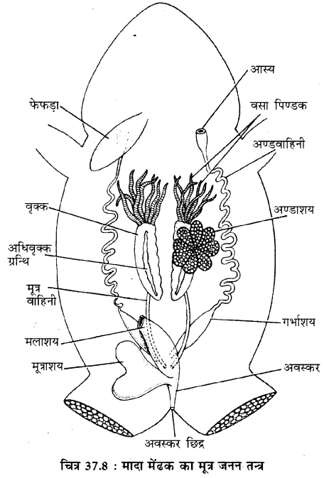 RBSE Solutions for Class 11 Biology Chapter 37 मेंढक img-9