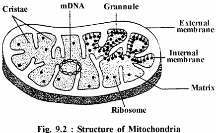RBSE Solutions for Class 11 Biology Chapter 9 Structure and Functions of Cell Organelles img-2