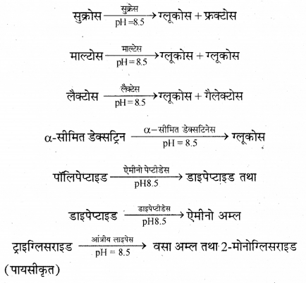 RBSE Solutions for Class 12 Biology Chapter 22 मानव का पाचन तंत्र 16