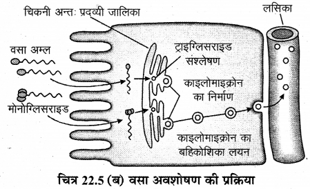 RBSE Solutions for Class 12 Biology Chapter 22 मानव का पाचन तंत्र 19