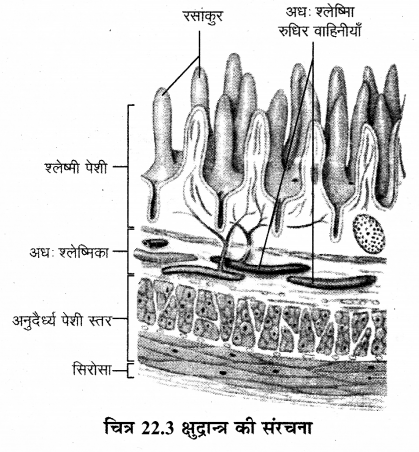 RBSE Solutions for Class 12 Biology Chapter 22 मानव का पाचन तंत्र 7