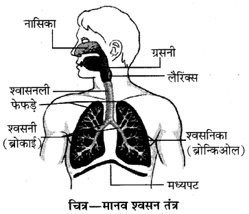 RBSE Solutions for Class 10 Science Chapter 2 मानव तंत्र image - 12