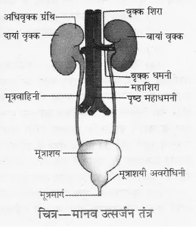 RBSE Solutions for Class 10 Science Chapter 2 मानव तंत्र image - 16