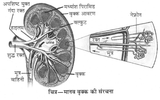 RBSE Solutions for Class 10 Science Chapter 2 मानव तंत्र image - 2