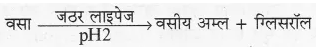 RBSE Solutions for Class 10 Science Chapter 2 मानव तंत्र image - 20