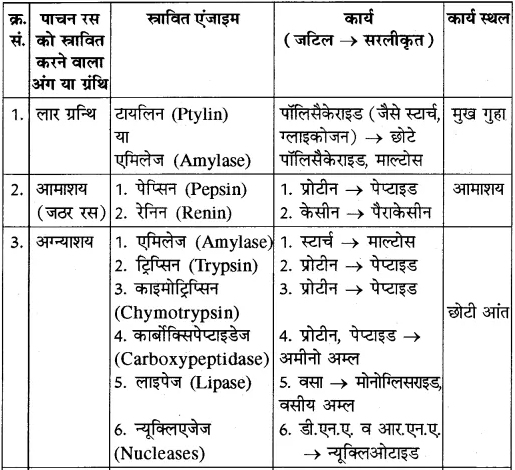 RBSE Solutions for Class 10 Science Chapter 2 मानव तंत्र image - 23