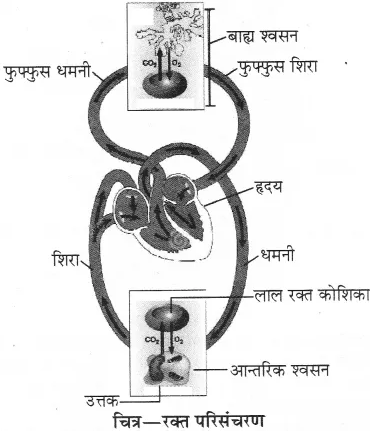RBSE Solutions for Class 10 Science Chapter 2 मानव तंत्र image - 26