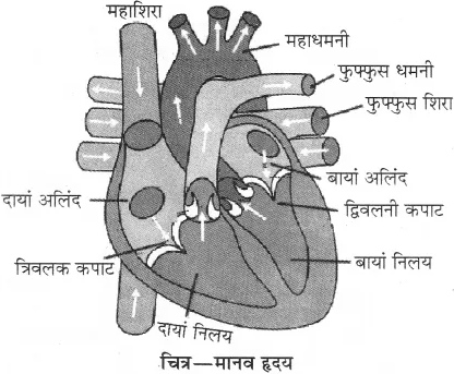 RBSE Solutions for Class 10 Science Chapter 2 मानव तंत्र image - 27