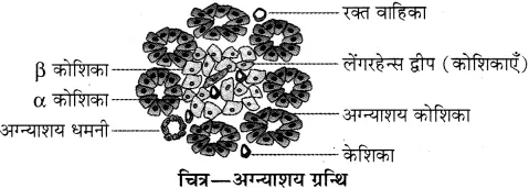 RBSE Solutions for Class 10 Science Chapter 2 मानव तंत्र image - 29