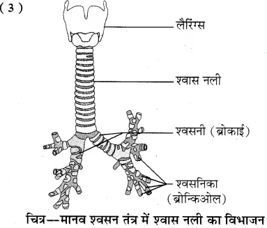RBSE Solutions for Class 10 Science Chapter 2 मानव तंत्र image - 31