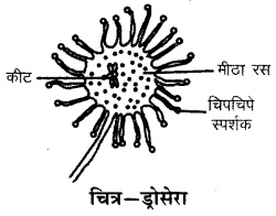 RBSE Solutions for Class 6 Science Chapter 2 पादपों में पोषण 3