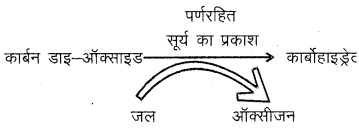 RBSE Solutions for Class 6 Science Chapter 2 पादपों में पोषण 5