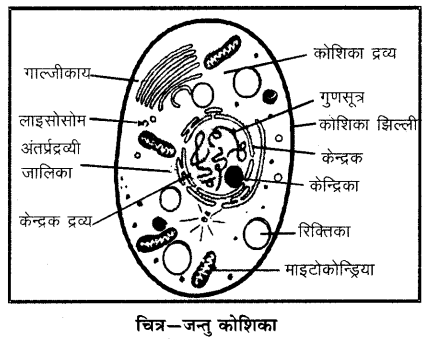 RBSE Solutions for Class 6 Science Chapter 7 कोशिका 2