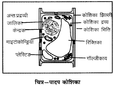 RBSE Solutions for Class 6 Science Chapter 7 कोशिका 6