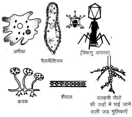 RBSE Solutions for Class 6 Science Chapter 8 सूक्ष्मजीव 1