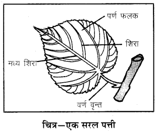 RBSE Solutions for Class 6 Science Chapter 9 पौधों के प्रकार एवं भाग 1