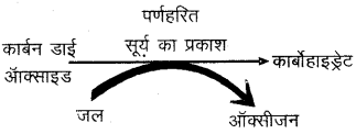 RBSE Solutions for Class 6 Science Chapter 9 पौधों के प्रकार एवं भाग 4