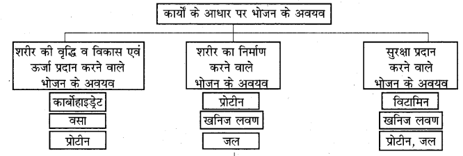 RBSE Solutions for Class 7 Science Chapter 1 भोजन के अवयव 5