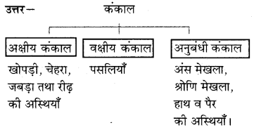 RBSE Solutions for Class 7 Science Chapter 10 कंकाल एवं संधियाँ 11