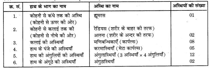 RBSE Solutions for Class 7 Science Chapter 10 कंकाल एवं संधियाँ 13