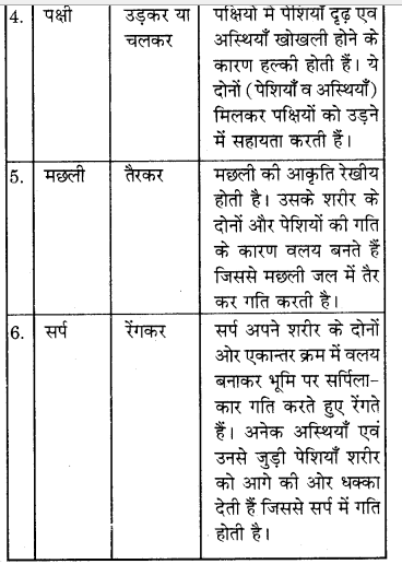 RBSE Solutions for Class 7 Science Chapter 10 कंकाल एवं संधियाँ 16