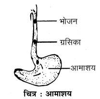 RBSE Solutions for Class 7 Science Chapter 2 प्राणियों में पोषण 4